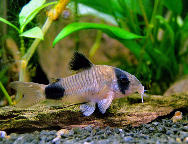 Corydora
