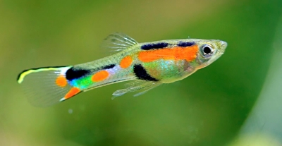 Guppy
